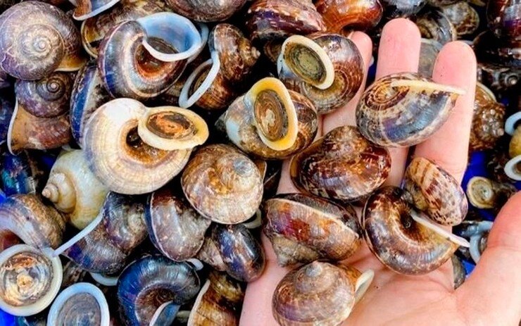Thứ &#34;lộc trời&#34; chui ra từ hốc đá là đặc sản cực hiếm ở Hòa Bình, bán đắt như &#34;tôm tươi&#34;, có tiền chưa chắc đã mua được - 4