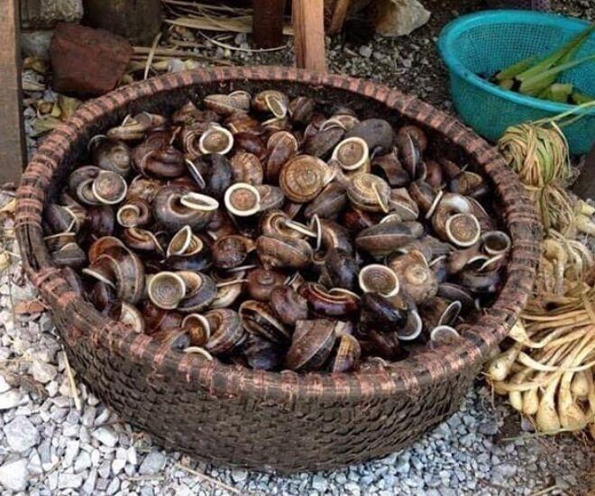 Thứ &#34;lộc trời&#34; chui ra từ hốc đá là đặc sản cực hiếm ở Hòa Bình, bán đắt như &#34;tôm tươi&#34;, có tiền chưa chắc đã mua được - 1