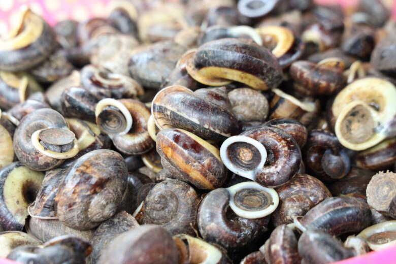 Thứ &#34;lộc trời&#34; chui ra từ hốc đá là đặc sản cực hiếm ở Hòa Bình, bán đắt như &#34;tôm tươi&#34;, có tiền chưa chắc đã mua được - 3