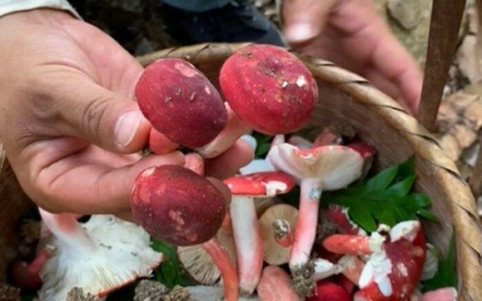 Thứ &#34;lộc trời&#34; được xem là &#34;vàng đỏ&#34; trong rừng, xưa chỉ mọc hoang không ai biết nay thành đặc sản cực hiếm - 2