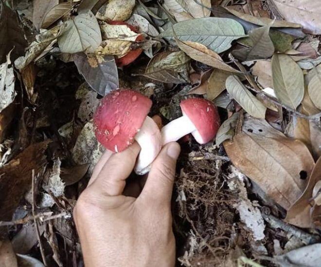 Thứ &#34;lộc trời&#34; được xem là &#34;vàng đỏ&#34; trong rừng, xưa chỉ mọc hoang không ai biết nay thành đặc sản cực hiếm - 1