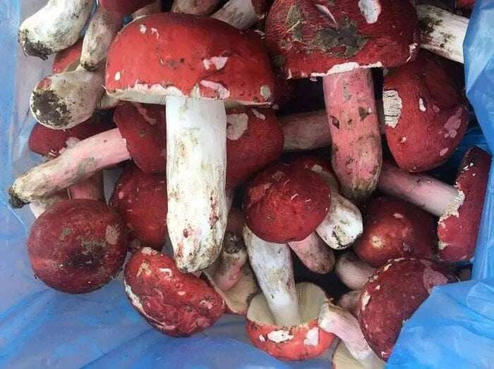 Thứ &#34;lộc trời&#34; được xem là &#34;vàng đỏ&#34; trong rừng, xưa chỉ mọc hoang không ai biết nay thành đặc sản cực hiếm - 4