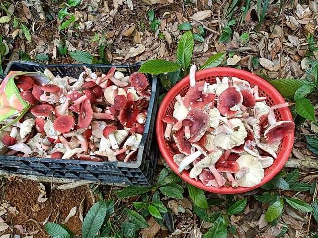 Thứ &#34;lộc trời&#34; được xem là &#34;vàng đỏ&#34; trong rừng, xưa chỉ mọc hoang không ai biết nay thành đặc sản cực hiếm - 3