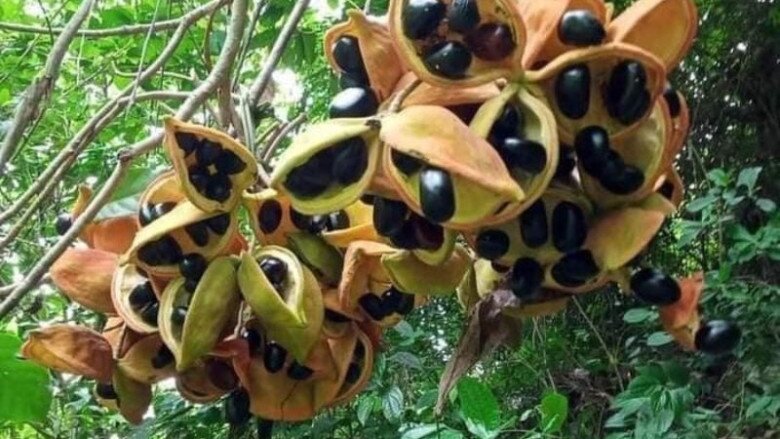 Thứ &#34;lộc trời&#34; xưa chỉ dân nghèo ăn, nay thành đặc sản thơm béo khiến chị em thành phố đua nhau săn lùng - 2