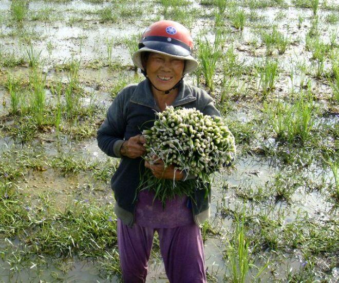 Thứ cỏ dại đầy dưới bùn xưa không ai thèm hái nay là đặc sản giòn ngon lại tốt cho sức khỏe - 1