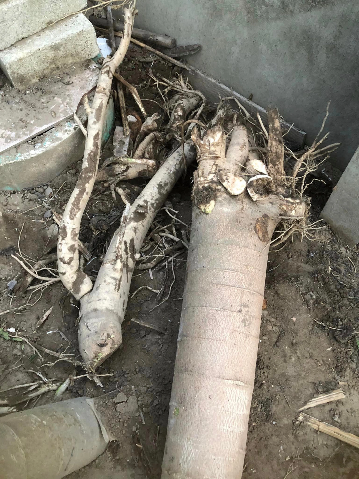 Thứ nằm trong thân cây đu đủ tưởng vứt đi, nhặt về đem muối làm được đủ món &#34;cứu đói&#34;, ăn ngon hơn thịt gà - 2