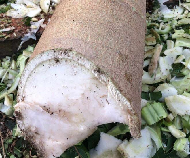 Thứ nằm trong thân cây đu đủ tưởng vứt đi, nhặt về đem muối làm được đủ món &#34;cứu đói&#34;, ăn ngon hơn thịt gà - 1