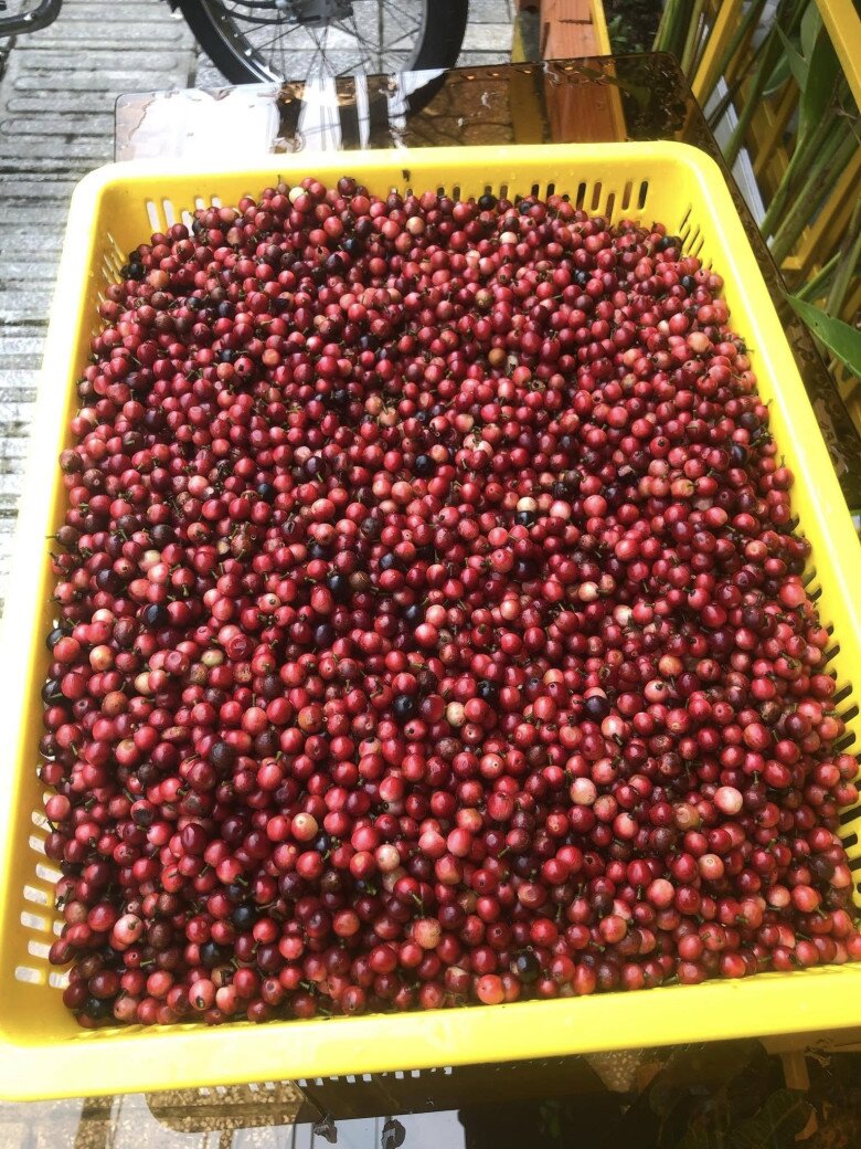 Thứ quả dại xưa chỉ trẻ con nhặt ăn nay thành đặc sản chị em lùng mua, ngâm rượu uống cực tốt cho sức khỏe - 4