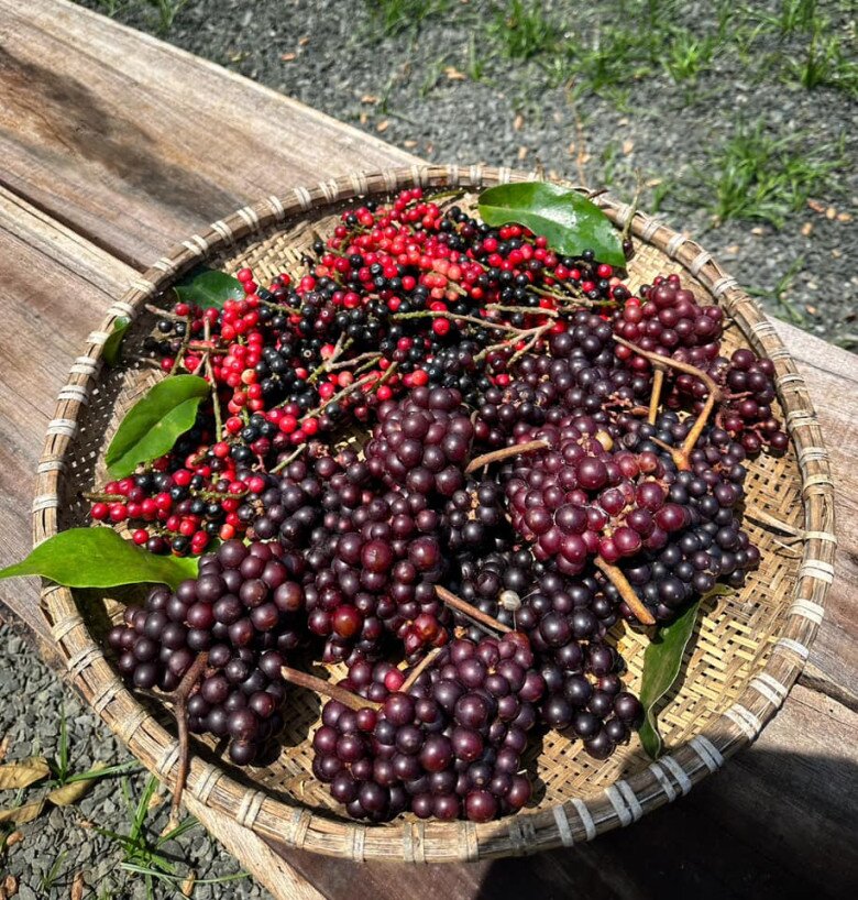 Thứ quả dại xưa chỉ trẻ con nhặt ăn nay thành đặc sản chị em lùng mua, ngâm rượu uống cực tốt cho sức khỏe - 2