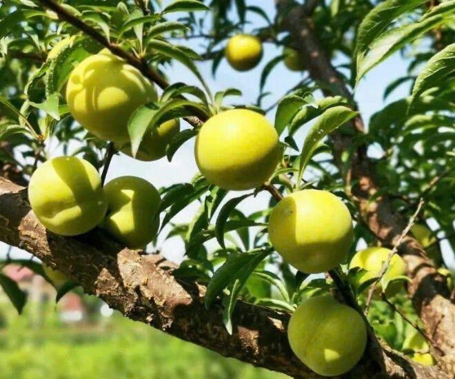 Thứ quả nhìn xanh lét lại có vị ngọt như mật ong cực &#34;hot&#34; MXH, chị em đổ xô mua thử dù giá đến 500.000đ/kg - 1