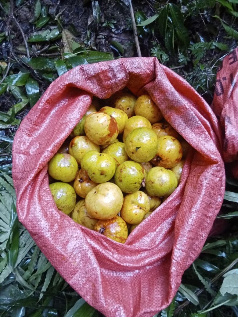 Thứ quả &#34;vô danh&#34; thành đặc sản đắt giá: Hương thơm khiến nhiều người mê mẩn lại cực tốt cho sức khỏe - 5