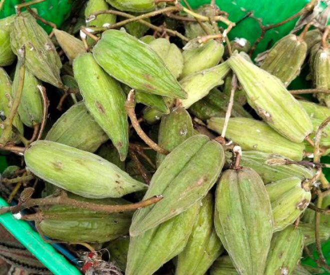 Thứ quả vừa chua vừa chát xưa chỉ vứt đi nay lại được lòng chị em, 100.000 đồng/kg vẫn đua nhau tìm mua - 1