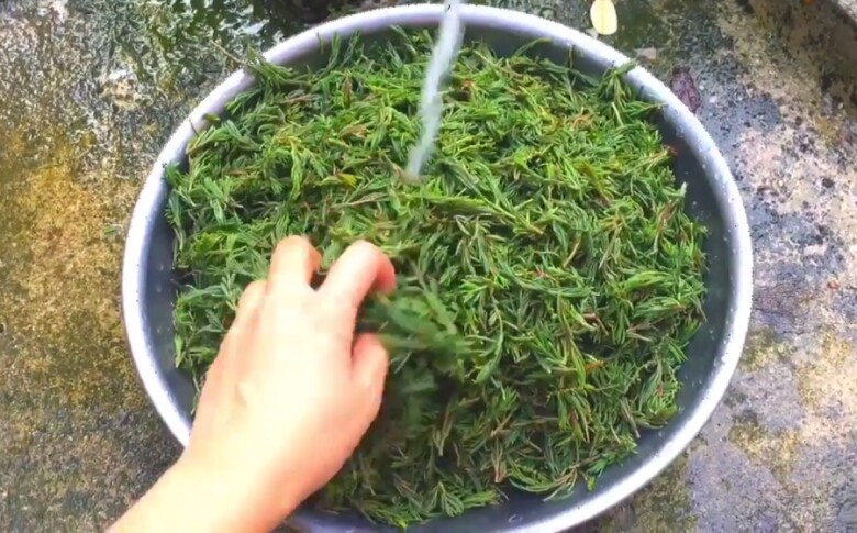 Thứ rau &#34;ăn sương hít khí trời&#34; xưa rẻ bèo không ai mua, nay thành đặc sản người thành phố lùng tìm - 4
