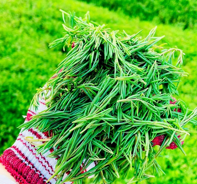 Thứ rau &#34;ăn sương hít khí trời&#34; xưa rẻ bèo không ai mua, nay thành đặc sản người thành phố lùng tìm - 2
