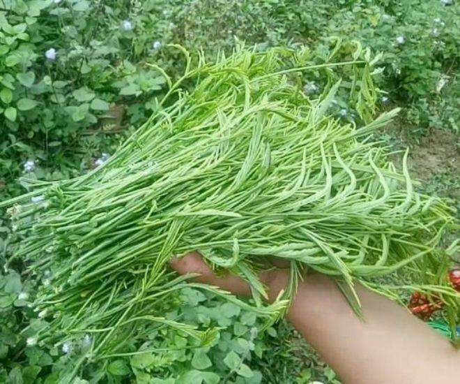 Thứ rau rừng một người ăn là cả làng bịt mũi vì quá &#34;bốc mùi&#34;: Là đặc sản độc nhất Tây Bắc, du khách tranh giành mua làm quà - 1