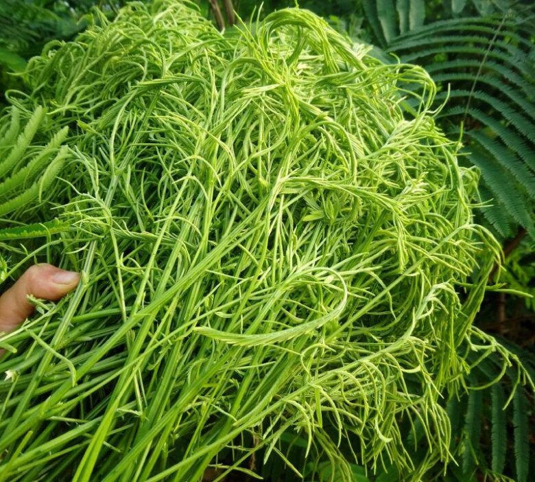 Thứ rau rừng một người ăn là cả làng bịt mũi vì quá &#34;bốc mùi&#34;: Là đặc sản độc nhất Tây Bắc, du khách tranh giành mua làm quà - 2