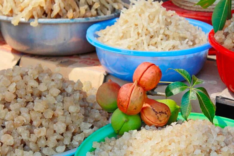 Thứ tiết ra từ vết thương của cây xưa không ai ngó, nay được &#34;săn lùng&#34; vì nổi danh là &#34;vàng trắng&#34; nhờ giàu dinh dưỡng - 3