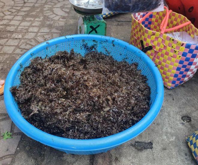 Thứ xưa chỉ nhà nghèo ăn nay thành đặc sản miền Trung, giá đến 200.000 đồng/kg khách vẫn lũ lượt mua - 1