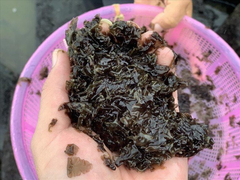 Thứ xưa chỉ nhà nghèo ăn nay thành đặc sản miền Trung, giá đến 200.000 đồng/kg khách vẫn lũ lượt mua - 5