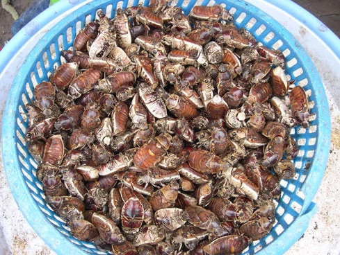 “Đặc sản từ lòng đất” chỉ có vào mùa mưa nhìn thôi đã khiếp sợ nay khiến thực khách tò mò, giá 300.000 đồng/kg - 1