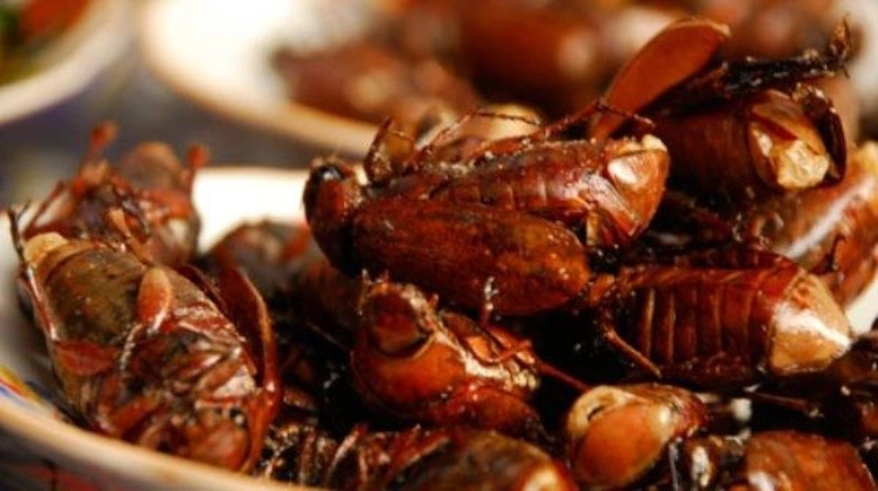 “Đặc sản từ lòng đất” chỉ có vào mùa mưa nhìn thôi đã khiếp sợ nay khiến thực khách tò mò, giá 300.000 đồng/kg - 2