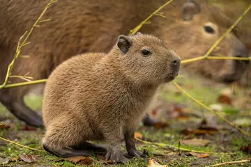 Không cần đến Nam Mỹ, Capybara - "thánh chill" của thế giới động vật đã về đến Thảo cầm viên Sài Gòn - 2