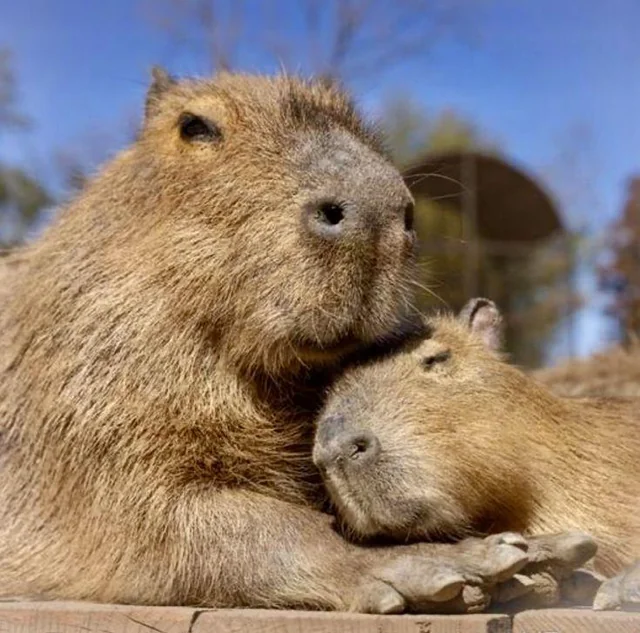 Không cần đến Nam Mỹ, Capybara - "thánh chill" của thế giới động vật đã về đến Thảo cầm viên Sài Gòn - 3