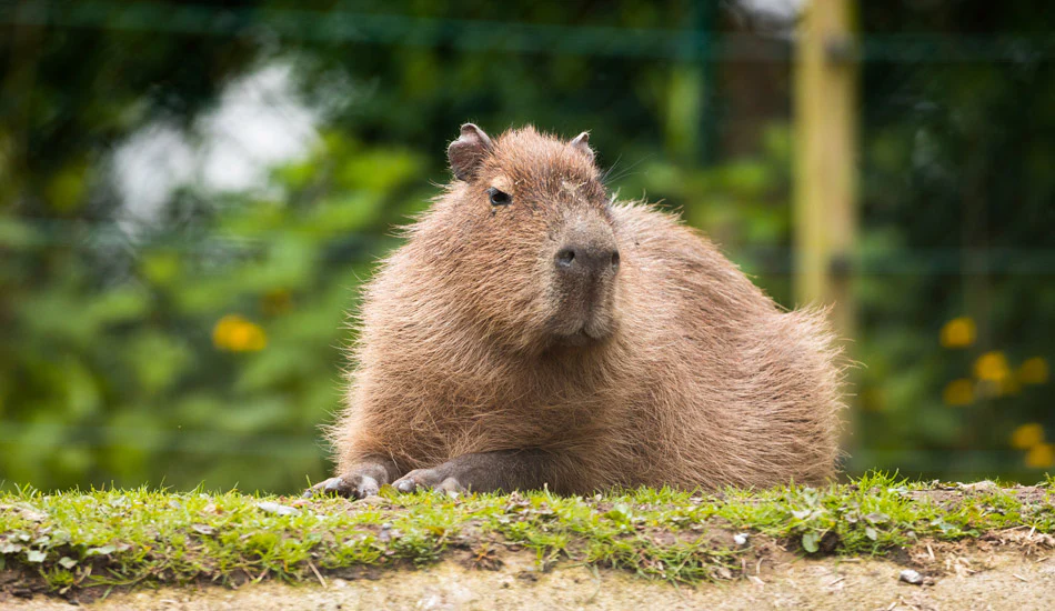 Không cần đến Nam Mỹ, Capybara - "thánh chill" của thế giới động vật đã về đến Thảo cầm viên Sài Gòn - 4