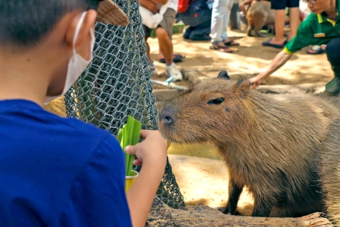 Không cần đến Nam Mỹ, Capybara - "thánh chill" của thế giới động vật đã về đến Thảo cầm viên Sài Gòn - 1