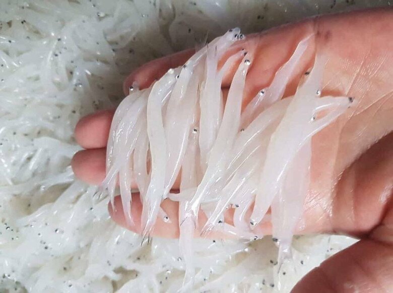 Loài cá “cả năm chỉ xuất hiện một lần”, từng bị chê nhỏ xíu không đáng ăn giờ thành đặc sản được săn lùng, có tiền chưa chắc mua được - 1