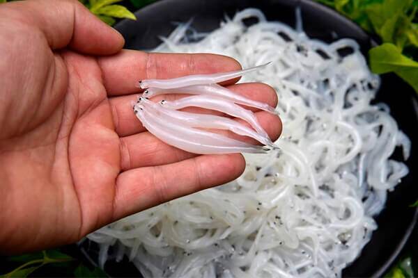 Loài cá “cả năm chỉ xuất hiện một lần”, từng bị chê nhỏ xíu không đáng ăn giờ thành đặc sản được săn lùng, có tiền chưa chắc mua được - 2