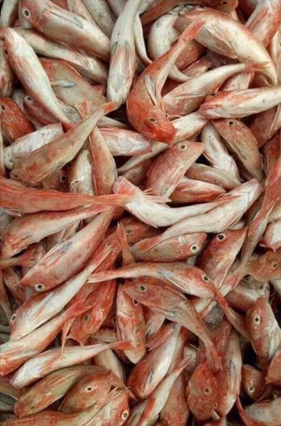 Loài cá đặc biệt ở Nghệ An, sau khi chế biến thơm ngon như đùi gà, từng bị chê nay giá tăng gấp 10 dân sành ăn thi nhau mua - 1