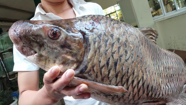 Loài cá tiến vua “quý như vàng” ở Phú Thọ, nay giá cả chục triệu đồng vẫn được giới đại gia săn lùng mua - 1