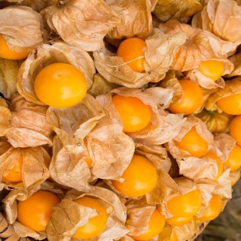 Loại quả dại mọc đầy đường là món vặt tuổi thơ Việt lại là “siêu trái cây” tiền triệu được săn lùng ở nước ngoài, giá gần 700.000 đồng/kg - 3