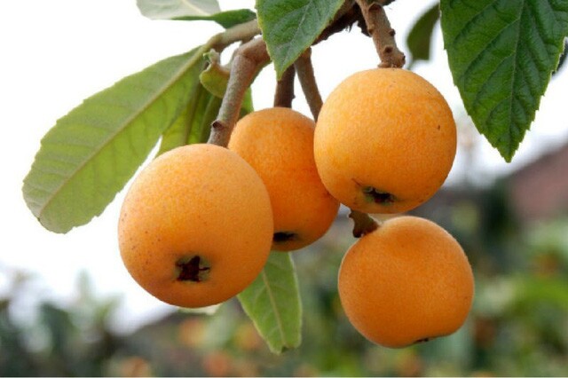 Món đặc sản được nhiều người săn lùng, giá cả triệu/kg vẫn “cháy hàng” hoá ra chỉ mọc dại ở ven đường ở nước ngoài - 3