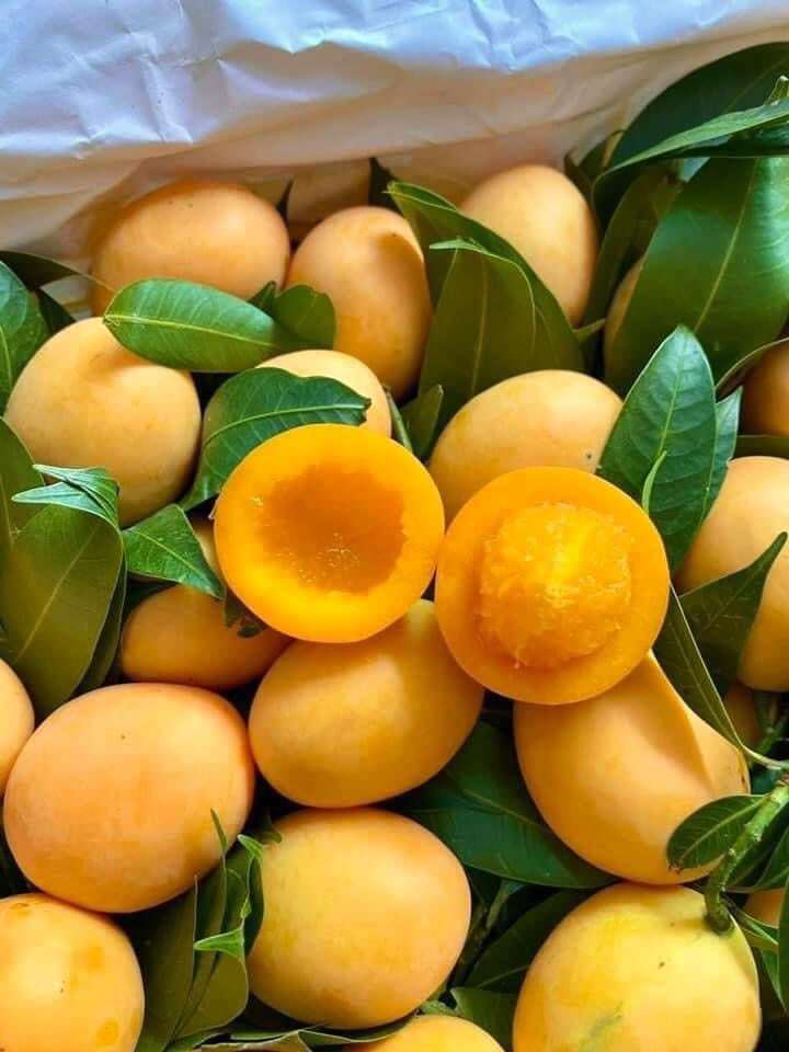 Món đặc sản được nhiều người săn lùng, giá cả triệu/kg vẫn “cháy hàng” hoá ra chỉ mọc dại ở ven đường ở nước ngoài - 1