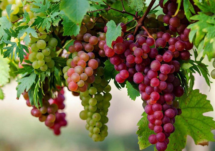 Loại quả sắp vào mùa vụ, ăn thì ngon nhưng công dụng làm đẹp cũng cực kỳ hiệu quả, giúp giảm thâm nám, ngăn ngừa rụng tóc - 2