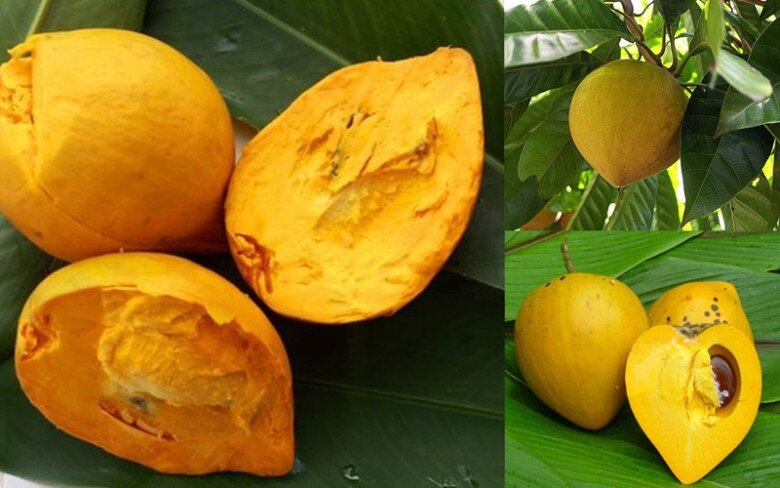 Loại quả xưa rụng đầy gốc không ai nhặt, là “khoai lang mọc trên cây” chứa nhiều dinh dưỡng, bán đầy chợ giá 25.000/ kg - 3