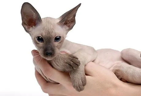 Những giống chó mèo &#34;ngoài hành tinh&#34; lạ - độc - đẹp mà dân mạng phát cuồng, phải bỏ cả trăm triệu mới mua được - 10