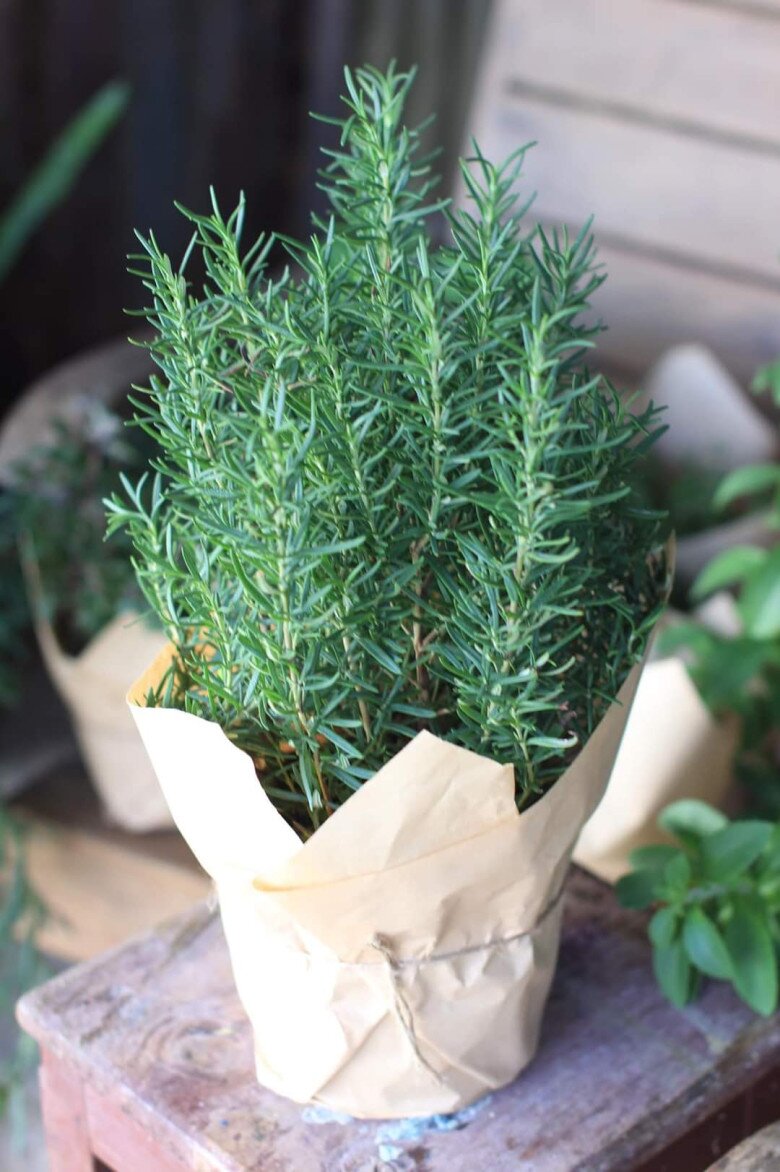 &#34;Nước thần&#34; từ thiên nhiên kích thích mọc tóc, đến cả Hoa hậu cũng tin dùng - tóc thưa mấy cũng mọc dày như nấm sau mưa - 2