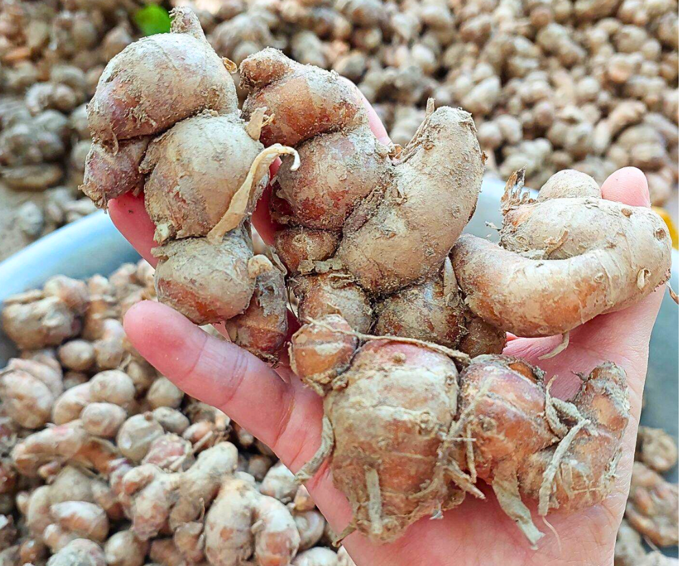 Loại củ đặc sản vùng cao Tây Bắc, vẻ ngoài giống gừng nhưng chẳng phải, là nguyên liệu quý trong đông y, chế biến được nhiều món ngon - 1