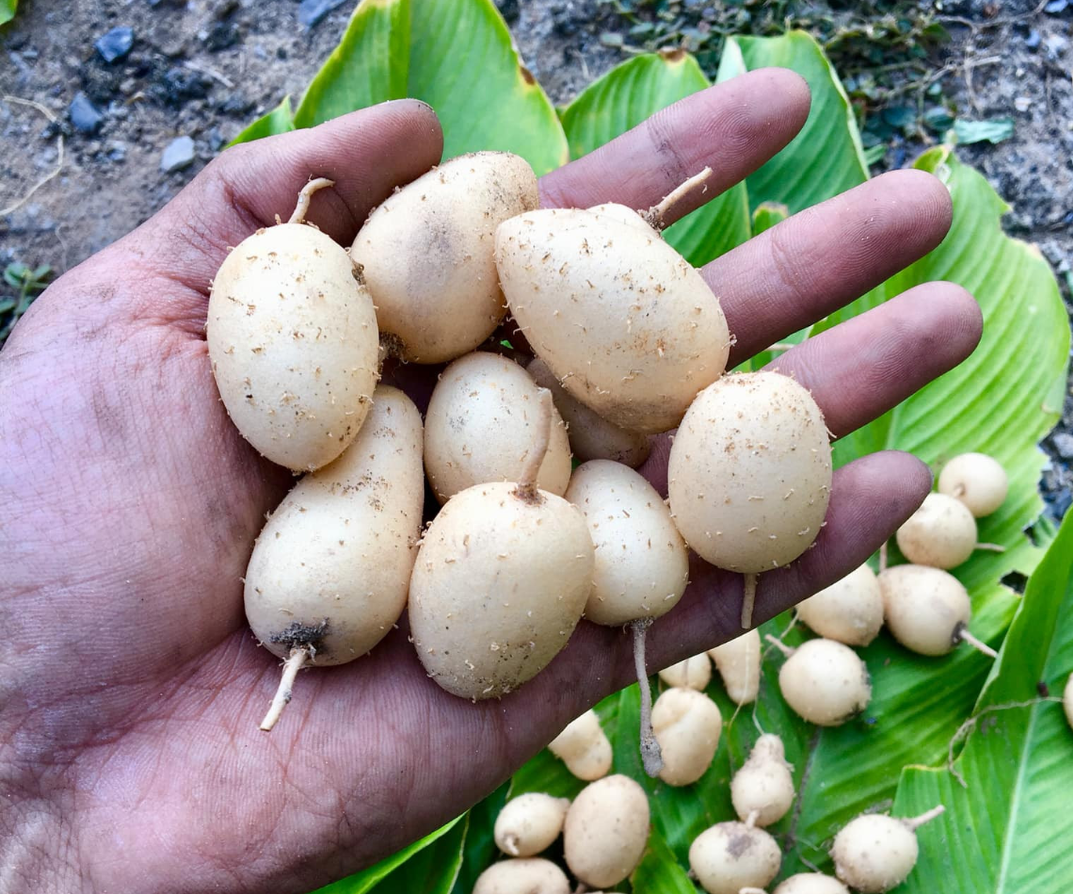 &#34;Báu vật dưới lòng đất&#34; có tên lạ, mỗi năm thu hoạch 1 lần, là món ăn tuổi thơ của người miền Tây nay trở thành đặc sản - 1