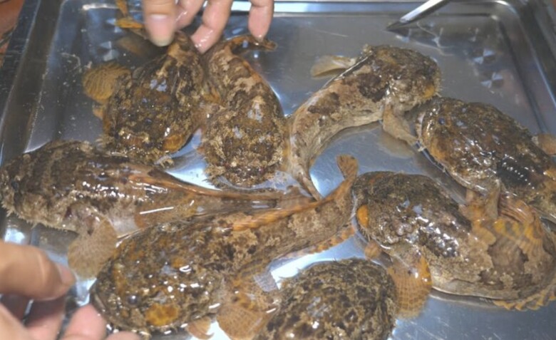 Cá có ngoại hình xấu xí, từng là đặc sản không ai dám thử nay lên giá 400 nghìn đồng/kg vẫn nhiều người săn lùng - 2