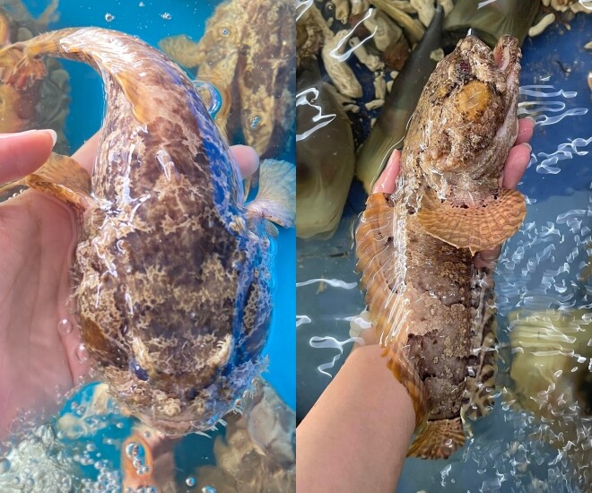 Cá có ngoại hình xấu xí, từng là đặc sản không ai dám thử nay lên giá 400 nghìn đồng/kg vẫn nhiều người săn lùng - 1