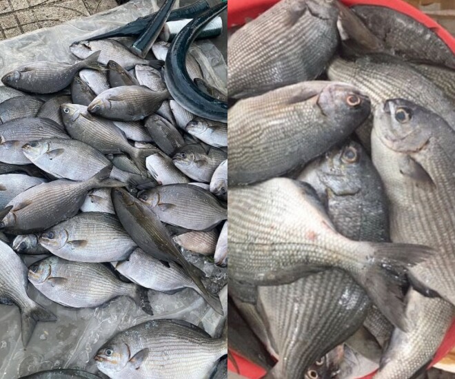 Loài cá có tên kỳ dị, nghe ai cũng sợ lại là đặc sản nổi tiếng, dai ngon như thịt gà, có tiền chưa chắc ăn được - 1