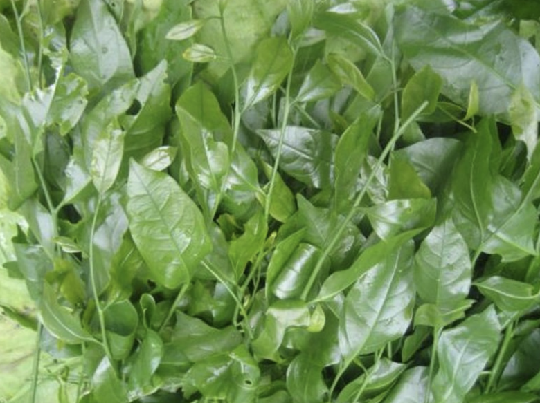 Loài cá xưa chỉ dành tiến vua, giờ thành đặc sản quý hiếm, giá vài trăm nghìn đồng/kg mà ai cũng đổ xô săn lùng  - 5