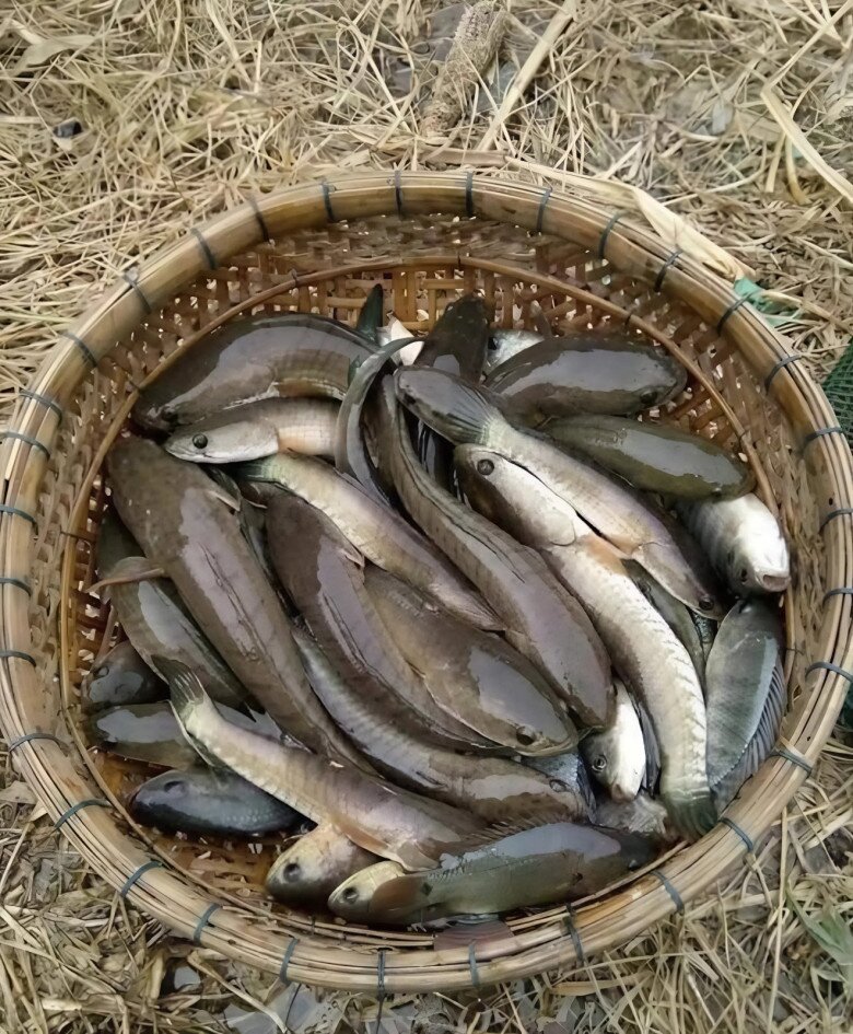 Loài cá xưa chỉ dành tiến vua, giờ thành đặc sản quý hiếm, giá vài trăm nghìn đồng/kg mà ai cũng đổ xô săn lùng  - 2