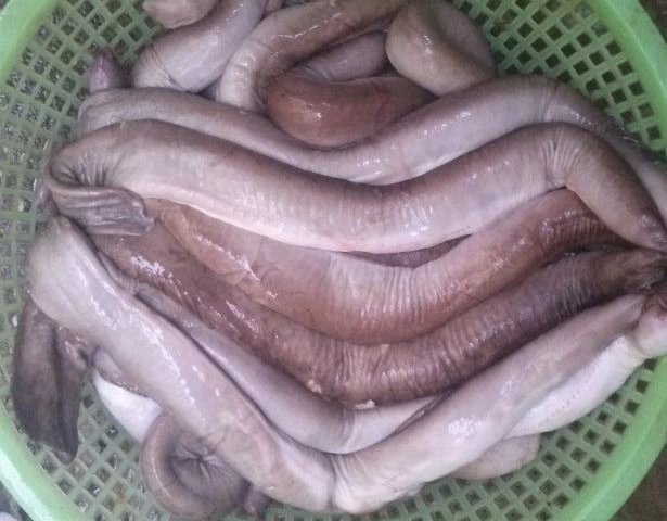 Loài cá &#34;xấu hết phần thiên hạ&#34; xưa không ai ăn, giờ thành đặc sản nổi tiếng được dân phố săn lùng, giá vài trăm nghìn đồng/kg  - 2