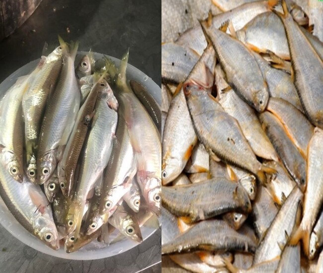Loài cá xưa chả ai thèm, để cho lợn ăn, giờ thành đặc sản nổi tiếng một vùng, phơi khô bán mắc gấp 10 lần cá tươi - 1