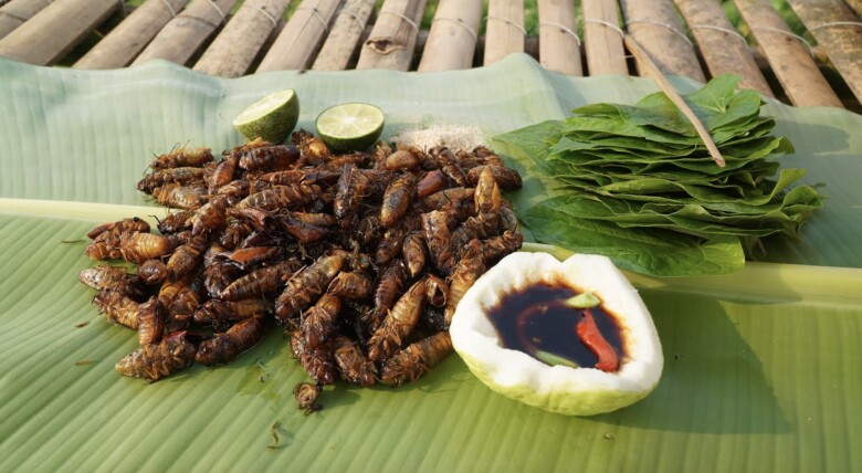 Loại côn trùng khiến nhiều người &#34;rùng mình&#34; bất ngờ thành đặc sản được nhà giàu săn lùng, giá 600.000 đồng/kg vẫn có người mua - 3